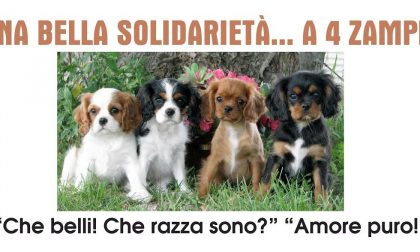 TUTTO PRONTO PER LA DUE GIORNI CON I "CAVALIER KING"/IL PROGRAMMA