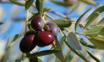 L'oliva taggiasca ottiene il marcio UE "Taggiasche della Liguria"