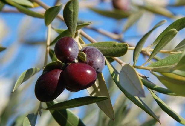 Taggiasca-Giuggiolina la conta degli ulivi è fasulla: ecco perché