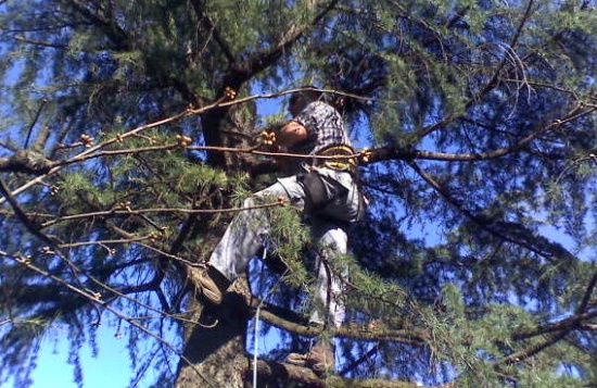 Taglio di un albero pericolante, chiusa al traffico strada Capo Nero