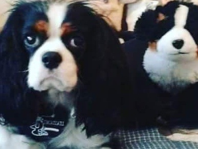 Tutto pronto per il terzo raduno “Cavalier King” a Sanremo
