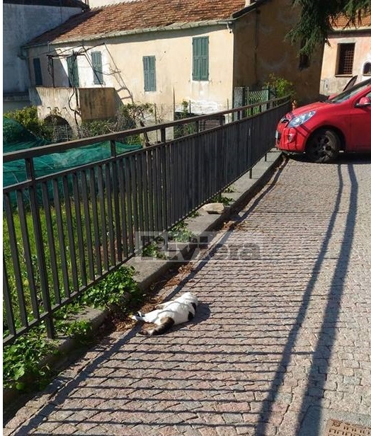 UCCISI 3 GATTI A CHIUSANICO, IPOTESI SERIAL KILLER/ SU FB DENUNCE DI OMERTA’