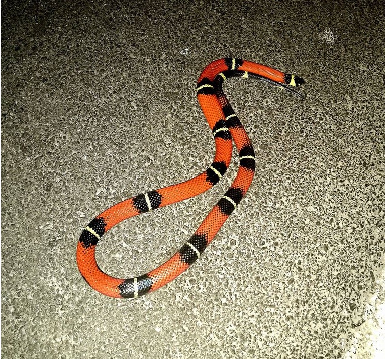 UN SERPENTE CORALLO AVVISTATO IN VIA AGNESI A IMPERIA/ FOTO