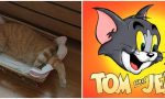 UN "TOM & JERRY" MADE IN SANREMO CON PROTAGONISTA IL GATTO CAMILLO/ VIDEO