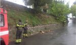 MALTEMPO. Un pino a rischio di crollo a Seborga, la Protezione civile denuncia: "Detto all'Ufficio Tecnico, ma non è intervenuto"