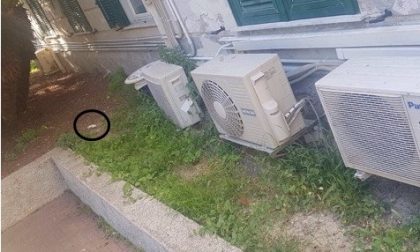Un topo morto fuori dall'ospedale di Bordighera/ la FOTO notizia