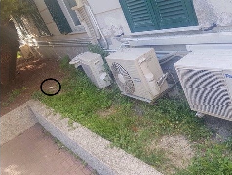Un topo morto fuori dall’ospedale di Bordighera/ la FOTO notizia