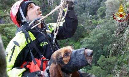 Ventimiglia: cane finisce nel dirupo mentre rincorre scoiattolo: salvato dai vigili del fuoco