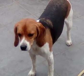 Ventimiglia: riqualifica della “Spiaggia Cani” sulle sponde del Roja