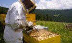 Viaggio nel mondo delle api con Luciano Barbieri e Slow Food
