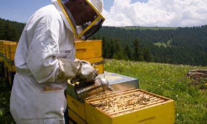 Viaggio nel mondo delle api con Luciano Barbieri e Slow Food