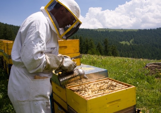 Viaggio nel mondo delle api con Luciano Barbieri e Slow Food