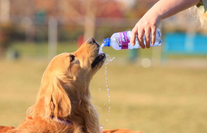 Cani sui terrazzi e colpi di calore: partono gli esposti in Procura
