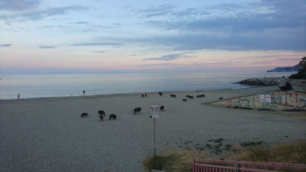 Curiosità: spiaggia di Albissola “invasa” da una mandria di cinghiali