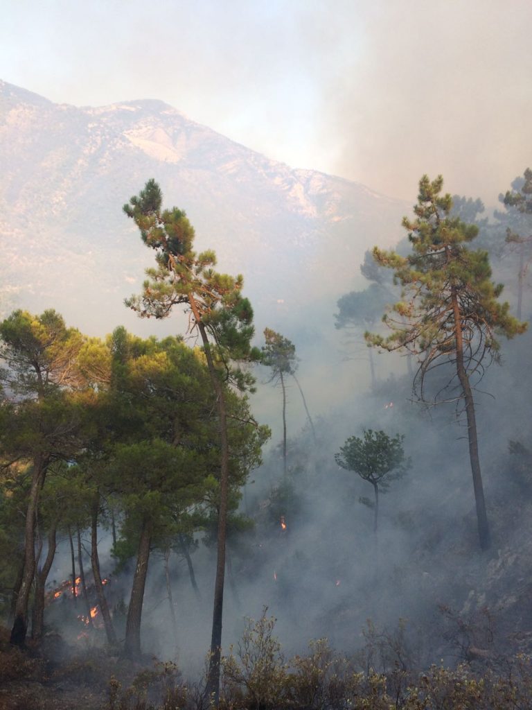 Incendio Airole Olivetta San Michele agosto 2017 val Roja1
