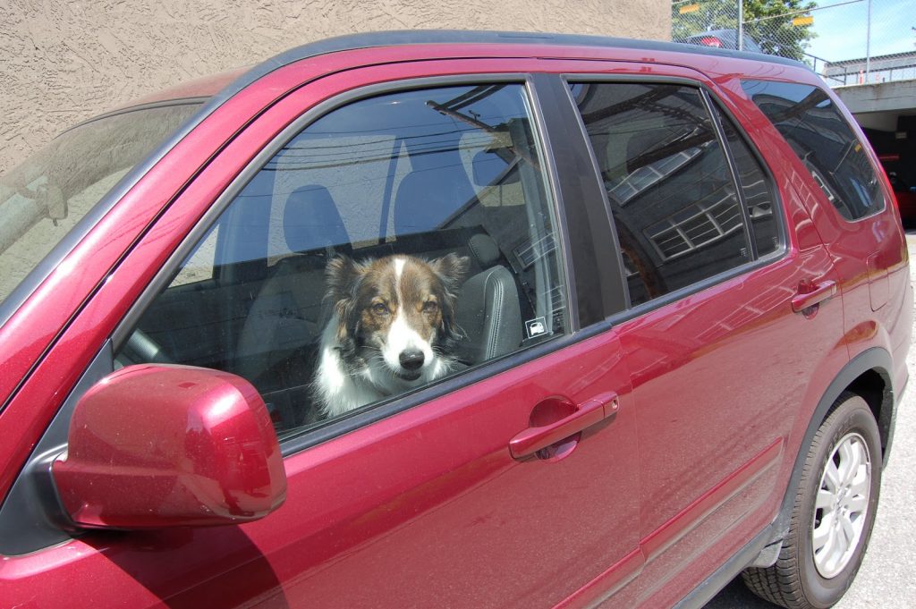 Lascia il cucciolo di 4 mesi in auto sotto il sole. Denunciato per abbandono e maltrattamenti di animali