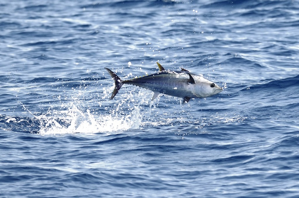 Appello della Regione allo Stato “Si rivedano le quote per il pescaggio dei Tonni Rossi”