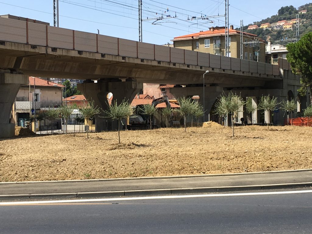Piantate 30 piante di ulivo alla rotonda di Castelvecchio