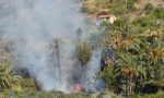 Brucia terreno adiacente ai giardini Winter: a rischio il prestigioso palmeto