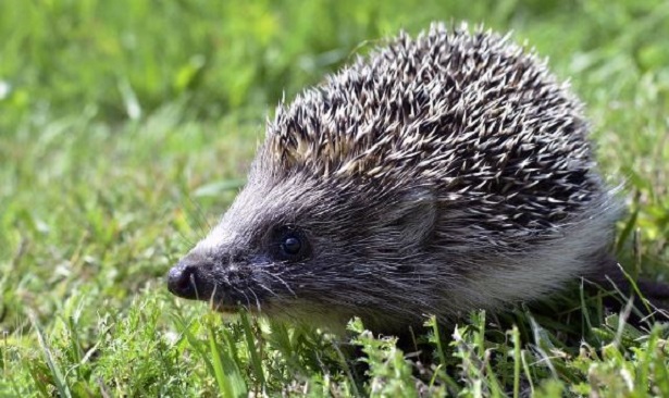 Ventimiglia: avvistato un riccio sul lungomare di Ventimiglia