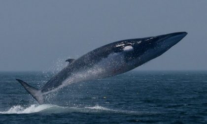 Cetacei: boom di avvistamenti nel Mar Ligure, le balenottere comuni raddoppiano di numero