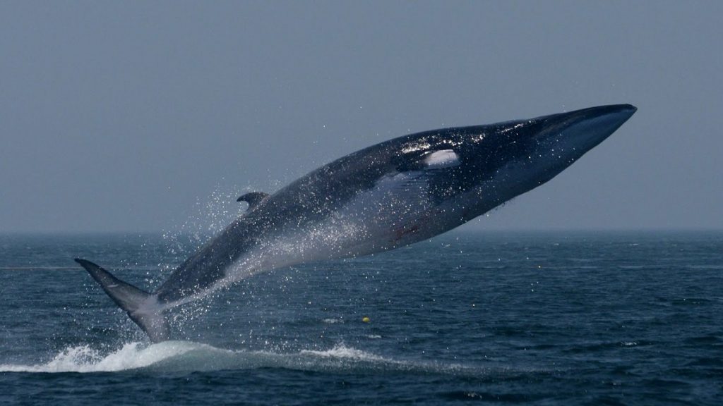 Cetacei: boom di avvistamenti nel Mar Ligure, le balenottere comuni raddoppiano di numero