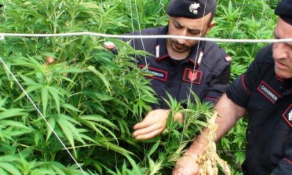 Carabinieri intervengono per incendio e scoprono piantagione (sospetta) di marijuana