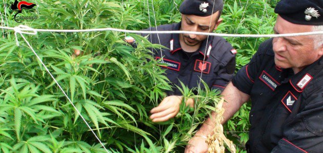 Carabinieri intervengono per incendio e scoprono piantagione (sospetta) di marijuana