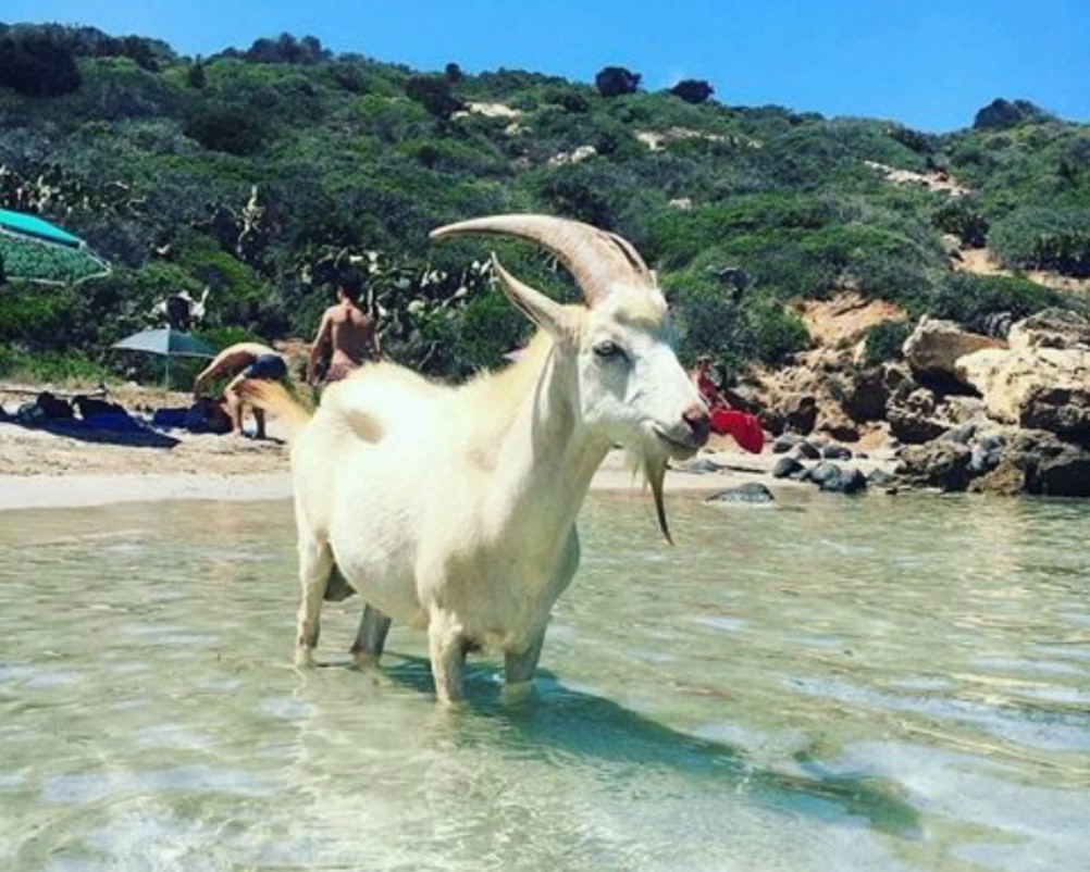 Tredicenne ricoverato al Gaslini: lesione all’intestino dovuta (forse) alla cornata di un caprone