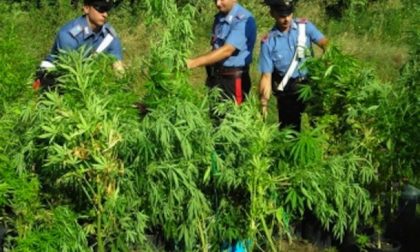 Piantagione di marijuana ad Apricale, nei guai 56enne di Isolabona