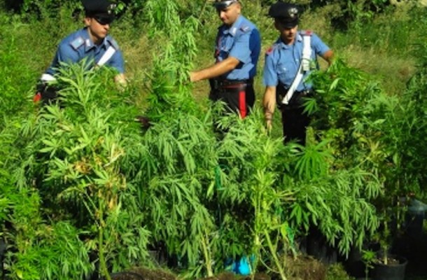 Piantagione di marijuana ad Apricale, nei guai 56enne di Isolabona