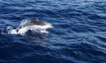 Avvistamento di cetacei raddoppiato rispetto al 2016 nel Mar Ligure