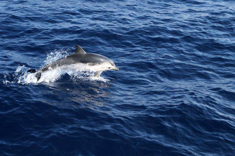 Avvistamento di cetacei raddoppiato rispetto al 2016 nel Mar Ligure