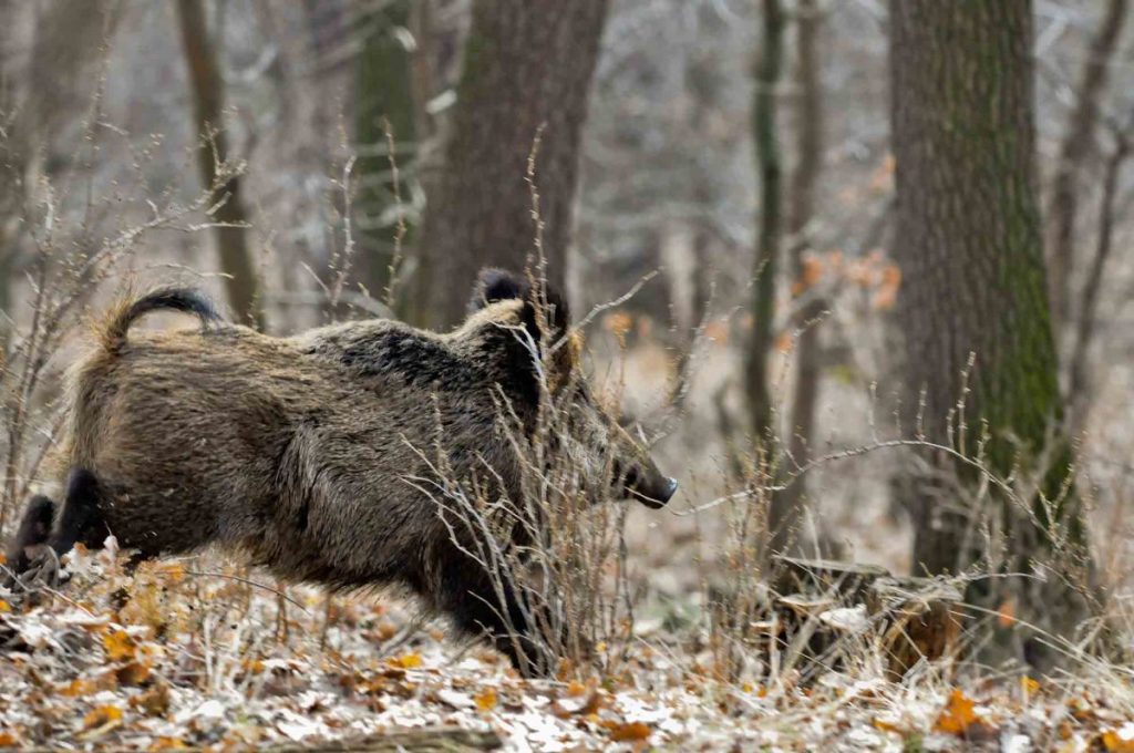Domenica si apre caccia al cinghiale. Stefano Mai (Regione) “Necessaria per prevenire urbanizzazione della specie”