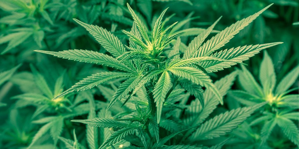 Piante di marijuana in camera da letto. Arrestato 21enne