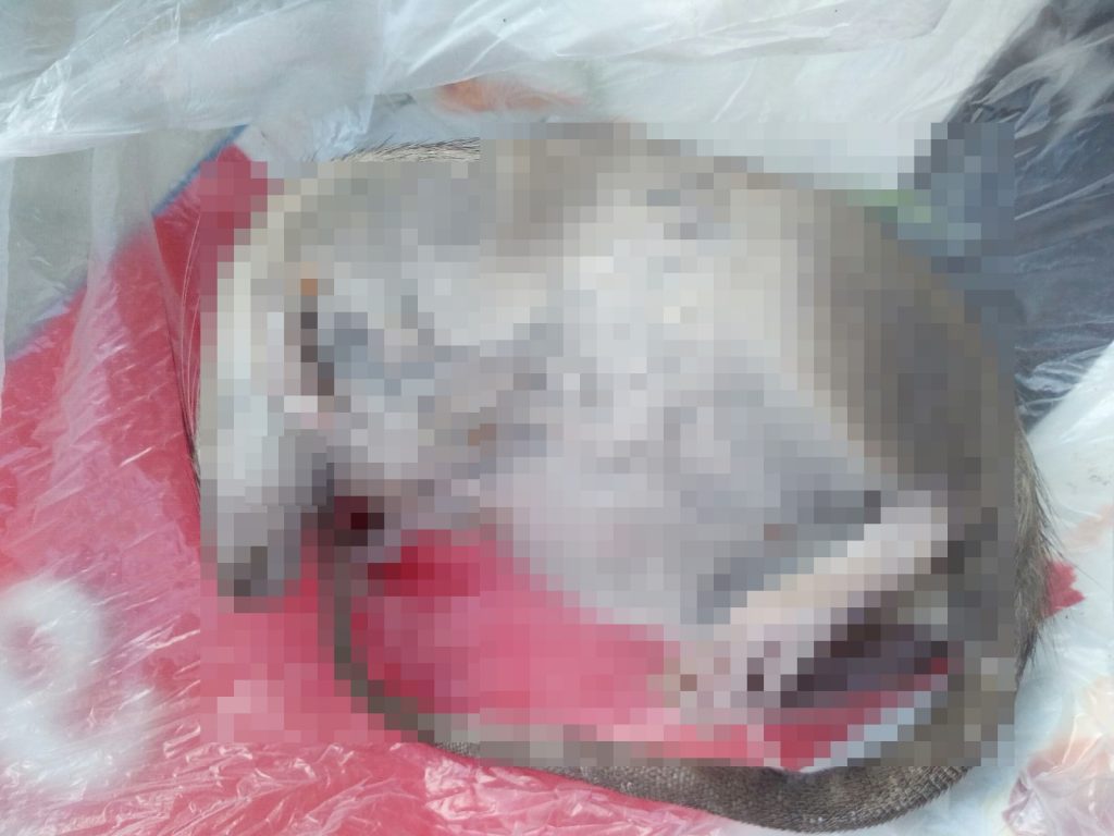 Topi ed escrementi umani in via San Secondo a Ventimiglia, abitanti in rivolta