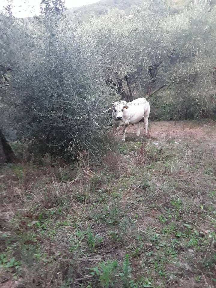 Bovini abbandonati arrivano vicino alle case del paese