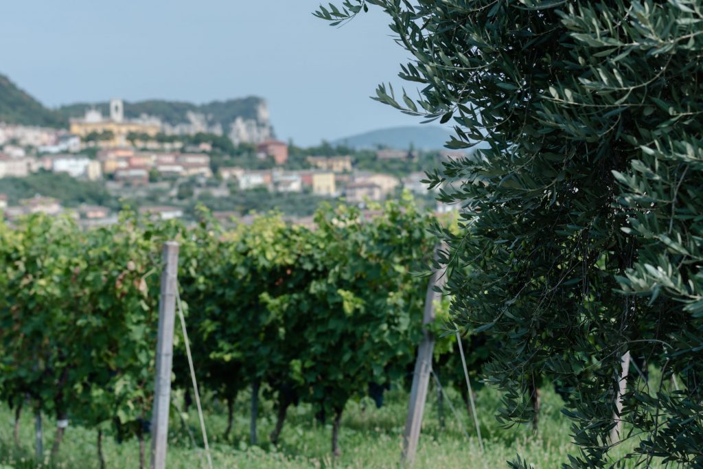Imperia aderisce alla “Camminata fra gli Ulivi”, alla scoperta di 3 magnifiche frazioni