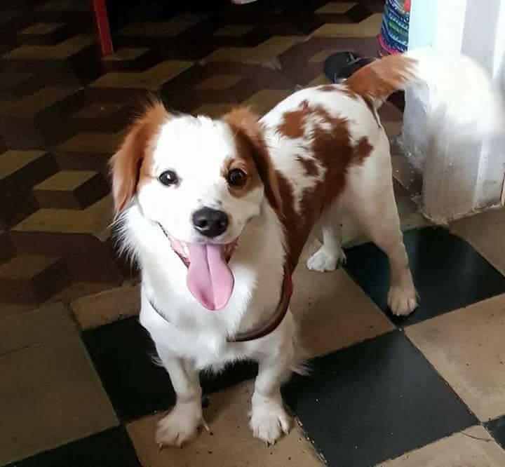 “Tequila si è perso” disperati i proprietari. Ricerche sopra Sanremo