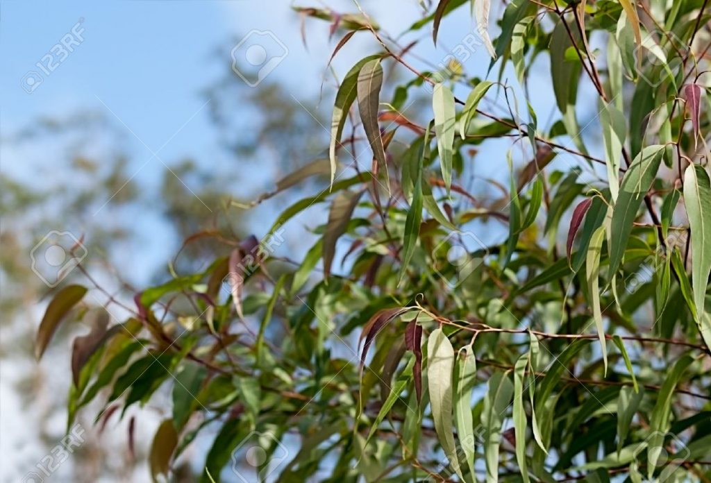 Indagini nel Ponente per i continui furti di verde ornamentale