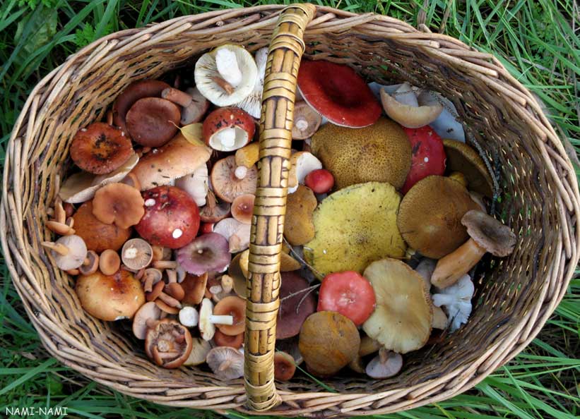 Alla scoperta di funghi e piante officinali con il Gruppo Micologico Imperiese
