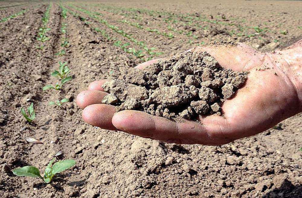 Siccità: settore agricolo in ginocchio, Coldiretti chiede lo stato di calamità naturale