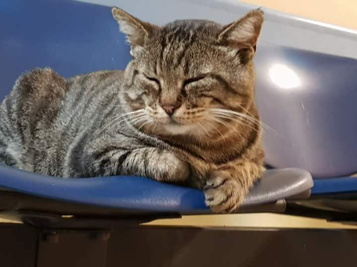 Gatto Romeo scappato dalla casa che lo ospitava