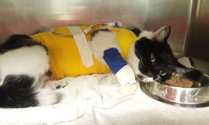 Maratona di solidarietà per Macchietta, una gattina randagia gravemente ferita per strada