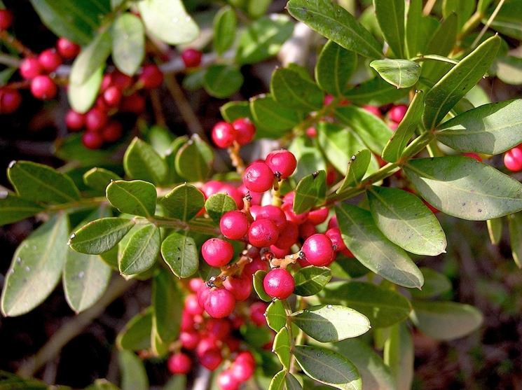 Due arresti per il furto di verde ornamentale a Vallecrosia