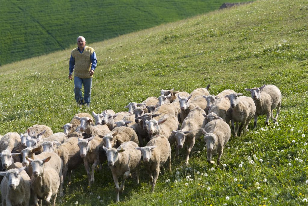 2022: un anno da dimenticare per la zootecnia italiana
