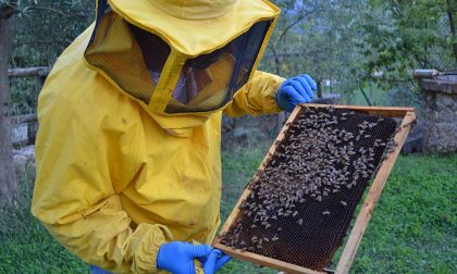 Buone notizie per i 239 apicoltori del Ponente: 24mila euro dalla Regionale per l'acquisto di nuove arnie