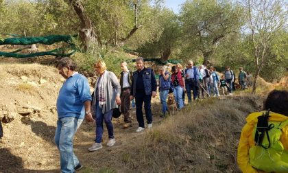 A Ottobre suggestive Camminate tra gli Ulivi in tutto l'imperiese