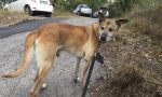 Cane disperso a Cipressa: gli appelli su facebook per rintracciare il padrone all'estero