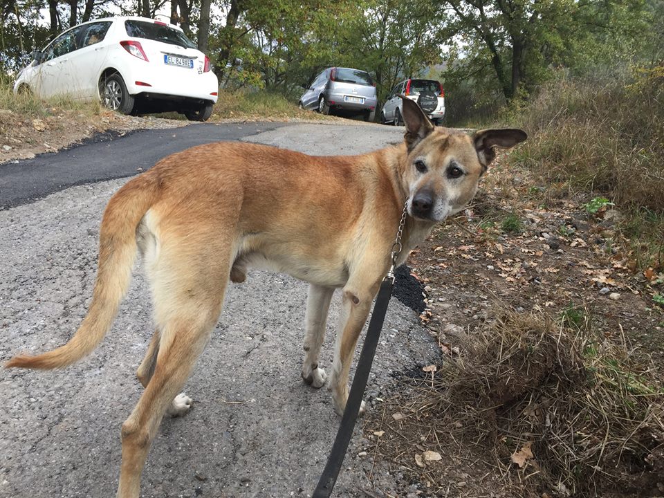 Cane disperso a Cipressa: gli appelli su facebook per rintracciare il padrone all’estero
